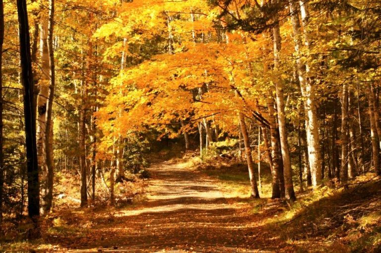 12096258_929844500419096_4960420288007434987_n