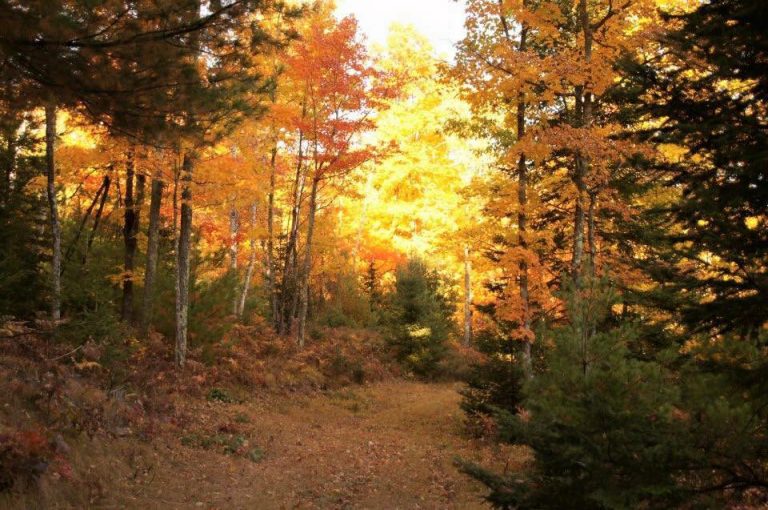 Whiplash Retreat Hayward WI