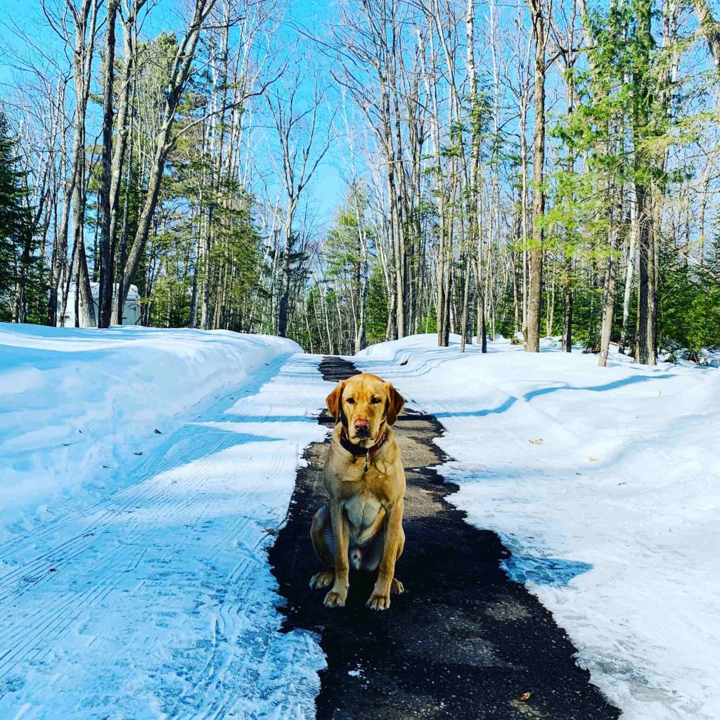 Pet Friendly Lodging